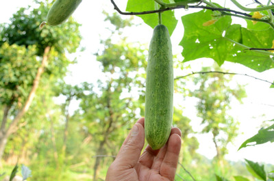 abiswas Cucumber Vegetable Seeds (Khira Beej) Seed(140 per packet)
