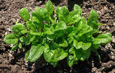Aywal Water Spinach - Kolmi Shag Hybrid Seed(17 g)