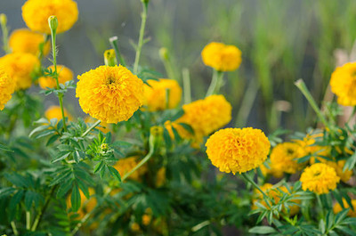 Avysa marigold/gende ka phool flower seeds Seed(50 per packet)