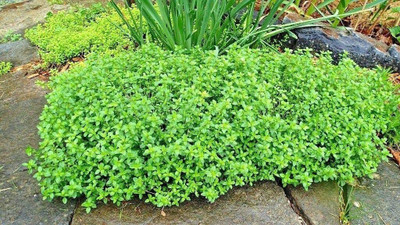 CYBEXIS GBPUT-44 - Summer Thyme - (1350 Seeds) Seed(1350 per packet)