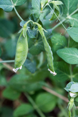 AFARTIOBINA 80 Pc Beans Seeds Seed(80 per packet)