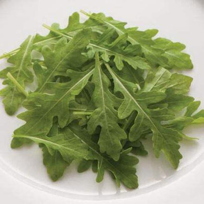 CYBEXIS XLL-1 - Arugula Sylvetta - (750 Seeds) Seed(750 per packet)
