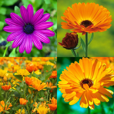 ibains Calendula seeds for planting bij 57 Seed(57 per packet)