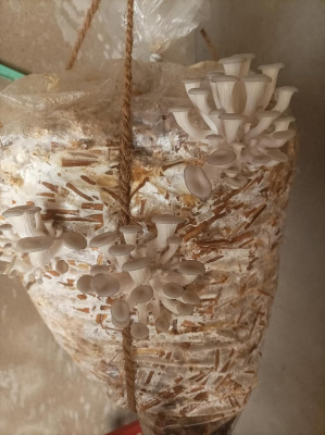 Arko Oyster Mushrooms Spawn Grain Seeds First Generation High Yield White Mycelium Seed(190 g)
