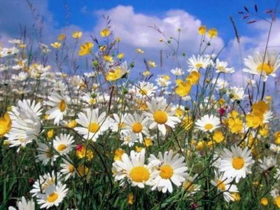 CYBEXIS VVI-4 - Roman Chamomile Herb - (2250 Seeds) Seed(2250 per packet)