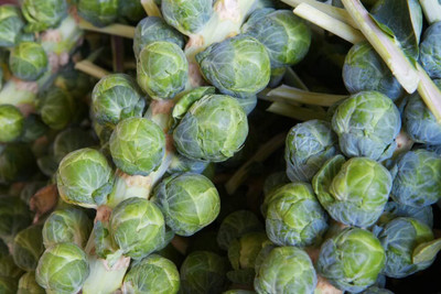 WILLVINE AGRI -XVI Long Island Improved Brussels Sprout [2.5g] Seed(750 per packet)