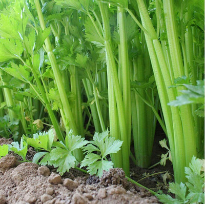 CYBEXIS Celery Seeds Vegetable Varieties Harvested in Autumn700 Seeds Seed(700 per packet)