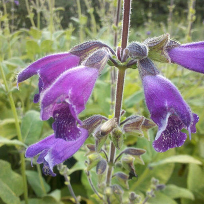 Qualtivate ICRA-1A Red Sage (Salvia miltiorrhiza) Seed(100 per packet)