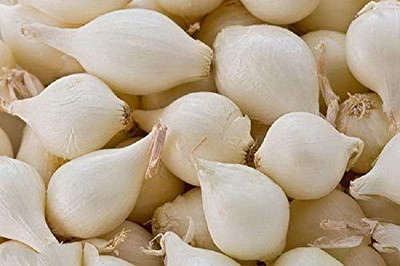 WILLVINE ATS-1058 Pearl onion seed-3000 Seeds Seed(3000 per packet)