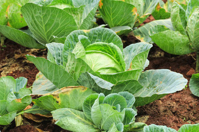 Seedsqlty Cabbage Seed(18 per packet)