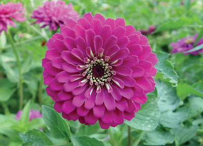 Qualtivate LX-66 Imp. Purple Prince Zinnia Seeds Seed(25 per packet)