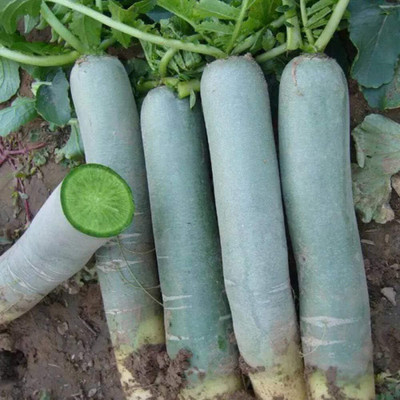 KNESSiN DLX-38 Radish Small Seed(200 per packet)