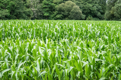 abiswas Sweet Sudan Fodder Grass For Cow Seed(25000 per packet)