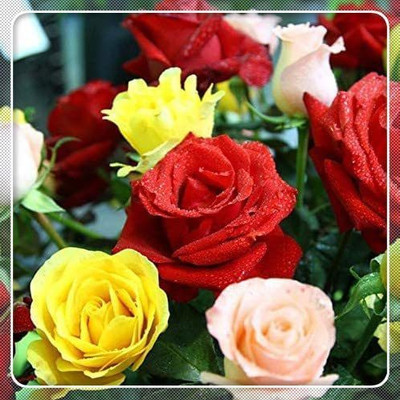 WILLVINE LXI-621 Rose Flower Seeds Seed(50 per packet)