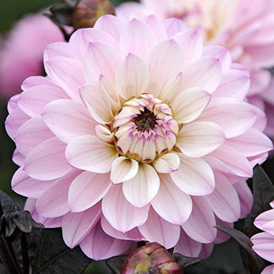 KANAYA Dahlia Double Figaro Seed(20 per packet)