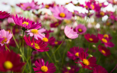 ZIXA Cosmos bipinnatus ‘Sensation’ Seed(10 per packet)