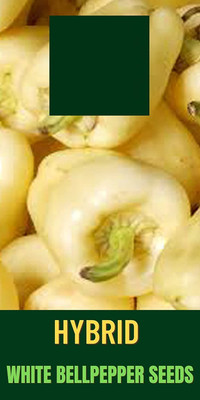 VibeX ® RXI-435 Imp. Capsicum White Seeds Seed(200 per packet)
