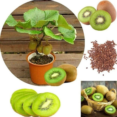 ActrovaX Kiwi Fruit Very Easy to Grow, Germinates Readily [200 Seeds] Seed(200 per packet)