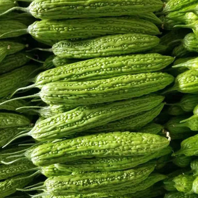 CYBEXIS LX-13 - Bitter Gourd - Green Skin - (900 Seeds) Seed(900 per packet)
