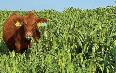 SEMINA VITA Sweet Sudan Fodder, Multicutting grass For Cow/goat/buffaloes Seed Seed(1200 per packet)