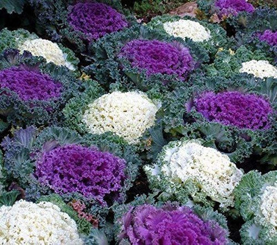 CYBEXIS Ornamental Cabbage, Ornamental Kale Seeds - Brassica oleracea Seed(50 per packet)