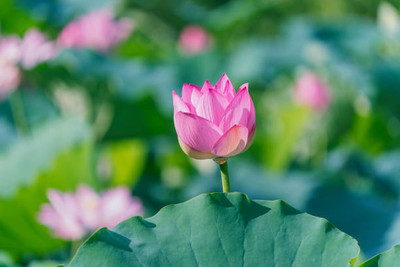 usdeepar retail lotus,kamal gatta Seed(10 per packet)