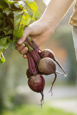 AFARTIOBINA 55 PCS BEETROOT SEEDS-A02 Seed(55 per packet)