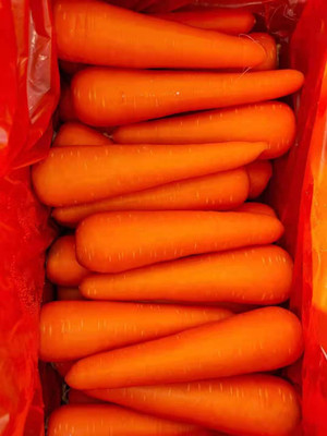 ZIFR नारंगी गाजर Orange Carrot Seed(1000 per packet)