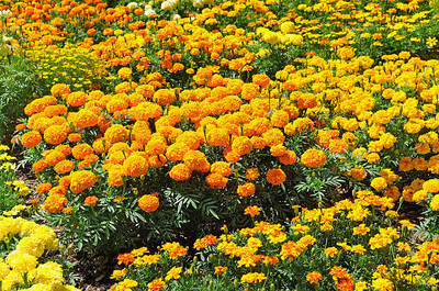 Ilyas marigold/gende ka phool flower seeds Seed(50 per packet)