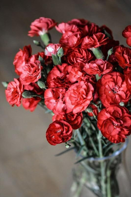 Lorvox Carnation Flower Mixed Colour F1 Hybrid Seed(110 per packet)