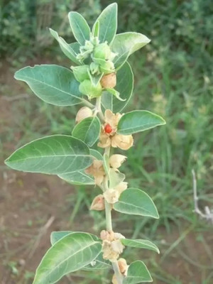 wequality ashwaganda seeds, ashwagandha seeds Seed(60 per packet)