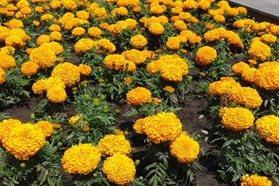 MATABE marigold/gende ka phool flower seeds Seed(75 per packet)