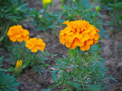 AGRODAK marigold/gende ka phool flower seeds Seed(75 per packet)