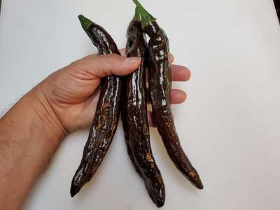 KNESSiN Disease-Resistant Pasilla Apaseo Pepper Seeds For Planting-(1200 Seeds) Seed(1200 per packet)