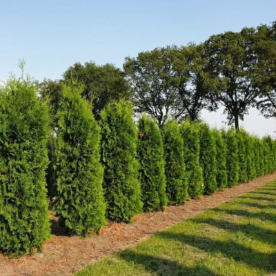 DeodarSeeds Thuja Compacta, Dwarf Pyramid Cedar, Pyramidalis Compacta Seed(50 per packet)
