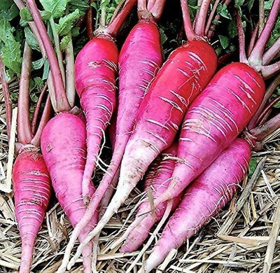 WILLVINE TLX-656 China Rose Radish Seeds Seed(500 per packet)