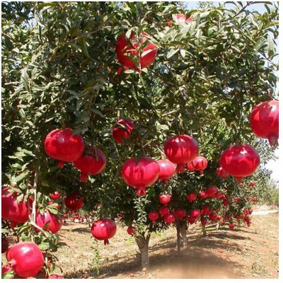Lorvox Anar Seed(15 per packet)