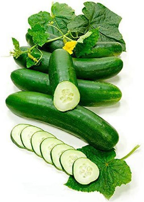 CYBEXIS Mini Stars' F1 Organic Cucumber Seed 500 Seeds Seed(500 per packet)