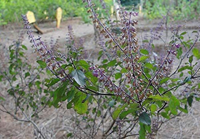 Aywal Rama Tulsi Seed(10 per packet)