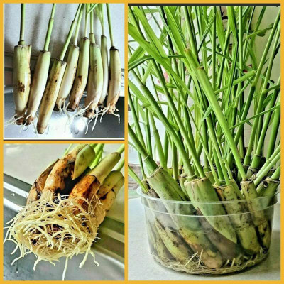 VibeX NBIR-25 - Hybrid Lemongrass - (750 Seeds) Seed(750 per packet)