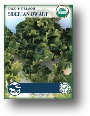 Biosnyg Siberian Dwarf Kale-[250 Seeds] Seed(250 per packet)