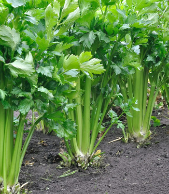 ENTENT Celery tall utah Seed(80 per packet)