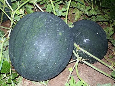 Qualtivate XXX-1A Watermelon Sugar Baby Green-Red Seed(100 per packet)