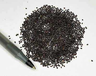 CYBEXIS XLL-69 - Catnip - (4500 Seeds) Seed(4500 per packet)