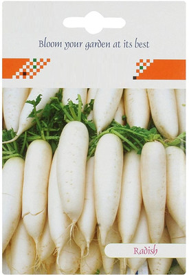 KNESSiN XIV-54 Radish White Seed(200 per packet)