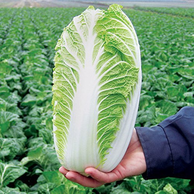 WILLVINE Michelle Organically Grown Chinese Cabbage-[2000 Seeds] Seed(2000 per packet)