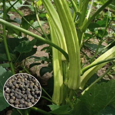 the green dotcom DESI Bhindi (Lady's Finger) Seed(10 per packet)