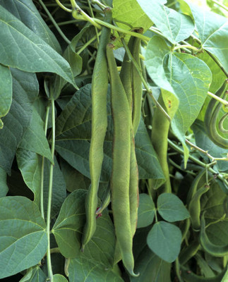 Kodali 48 Pcs-Bean Seed Seed(48 per packet)
