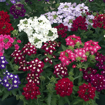 Lorvox trailing verbena Seed(70 per packet)