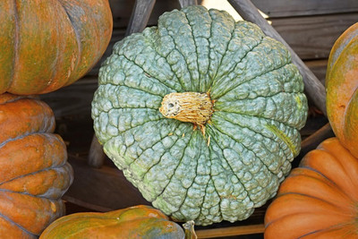KNESSiN High Yield Blue Pumpkin Vegetable Seeds For Planting (60 Seeds) Seed(60 per packet)